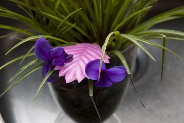 Тилландсия синяя (Tillandsia cyanea) Тилландсия синяя (Tillandsia cyanea)