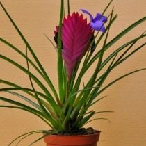 Тилландсия синяя (Tillandsia cyanea) Тилландсия синяя (Tillandsia cyanea)