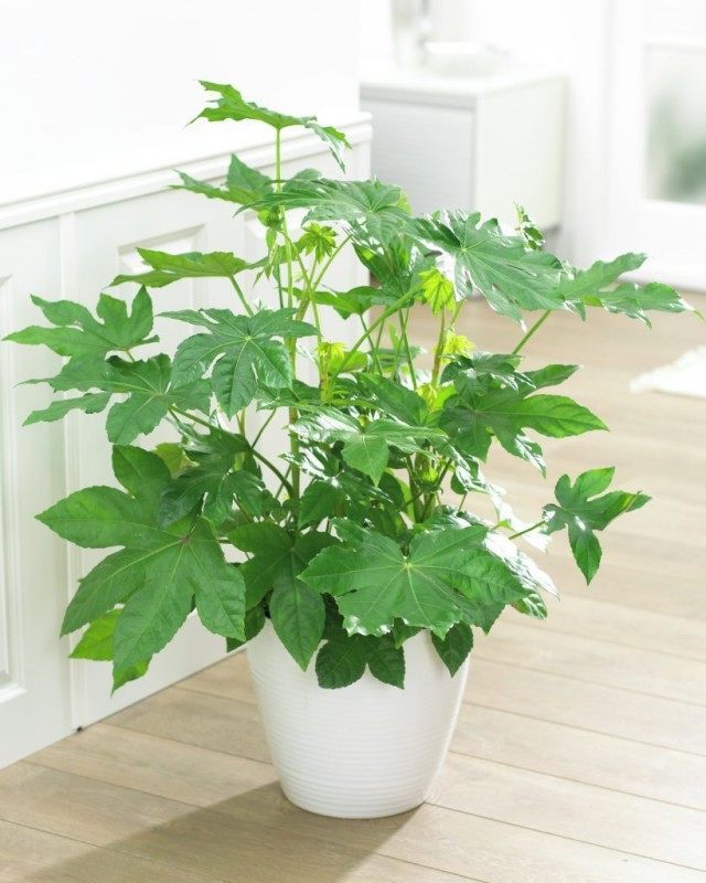 Фатсия японская (Fatsia japonica) Фатсия японская (Fatsia japonica)