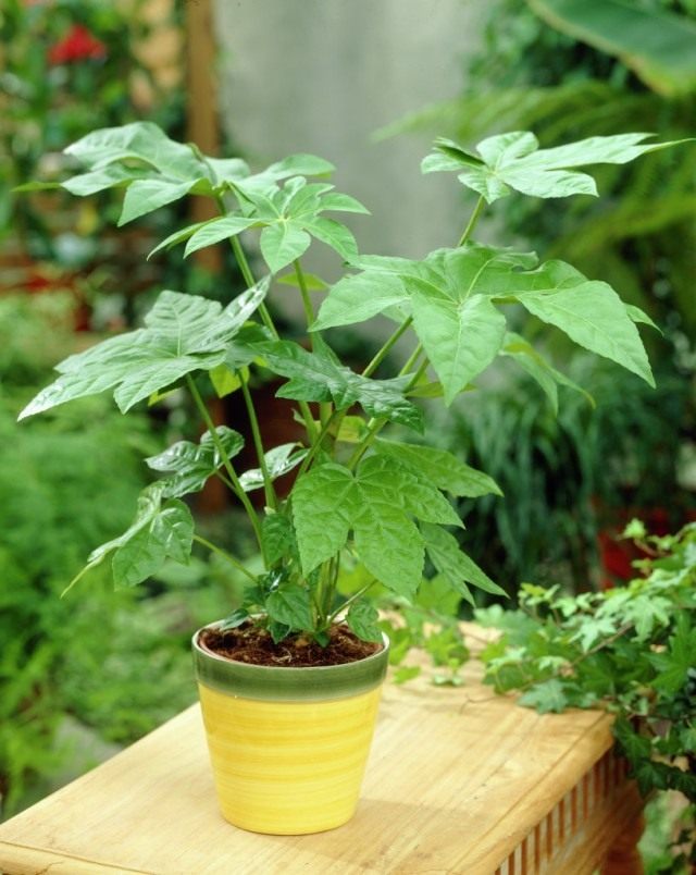 Фатсия японская (Fatsia japonica) Фатсия японская (Fatsia japonica)