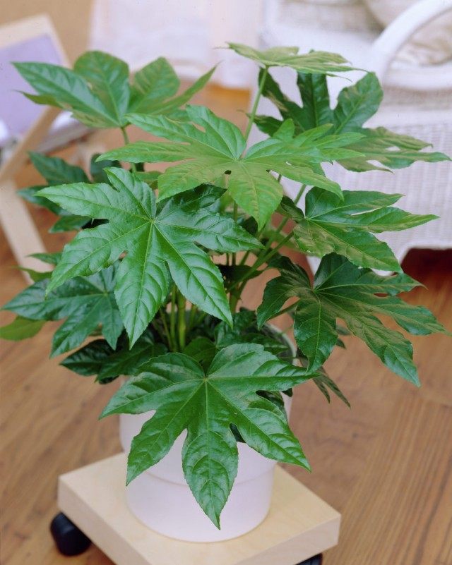 Фатсия японская (Fatsia japonica) Фатсия японская (Fatsia japonica)
