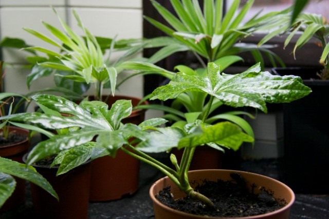 Фатсия японская (Fatsia japonica) Фатсия японская (Fatsia japonica)