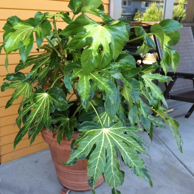 Фатсия японская (Fatsia japonica) Фатсия японская (Fatsia japonica)