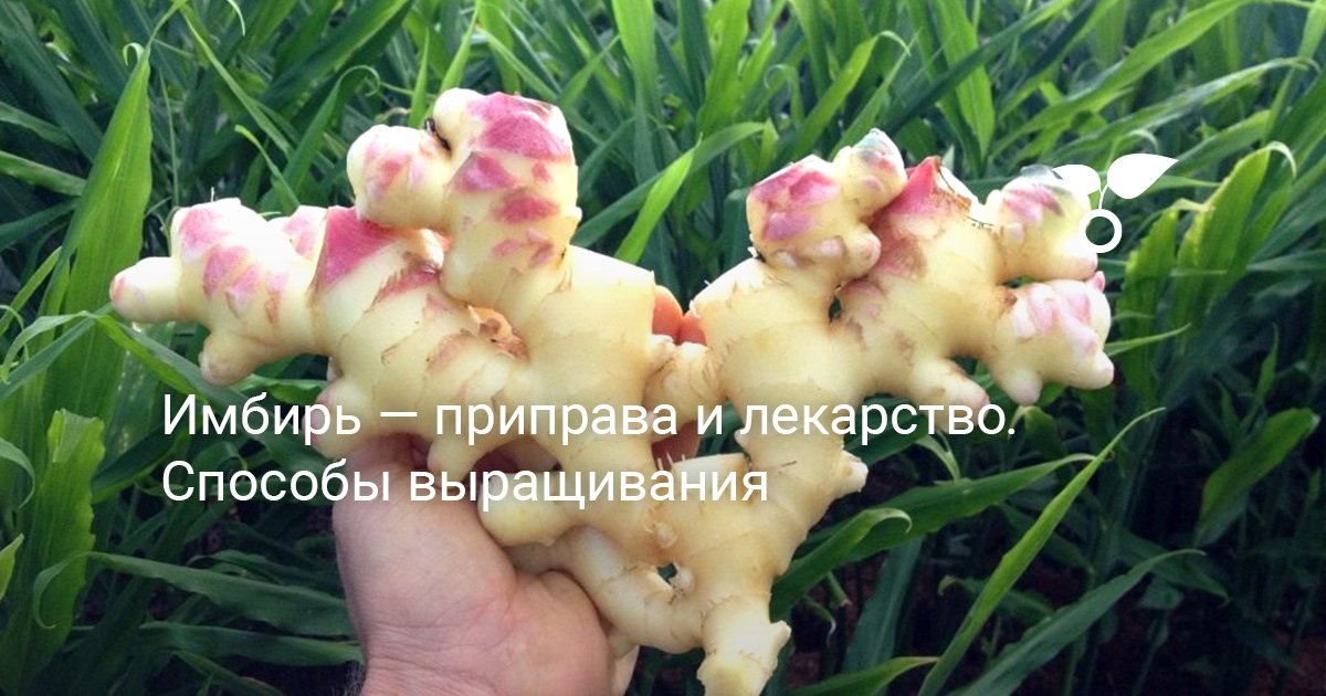 Имбирь — приправа и лекарство. Способы выращивания. В грунте, в ...