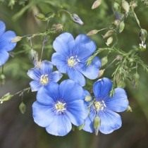 Лён австрийский (Linum austriacum)