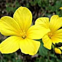 Лён желтый (Linum flavum)