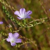 Лён жестковолосистый (Linum hirsutum)