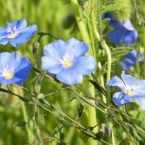 Лён многолетний (Linum perenne)