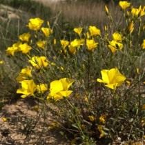 Лён таврический (Linum tauricum)