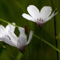 Лён тонколистный (Linum tenuifolium)