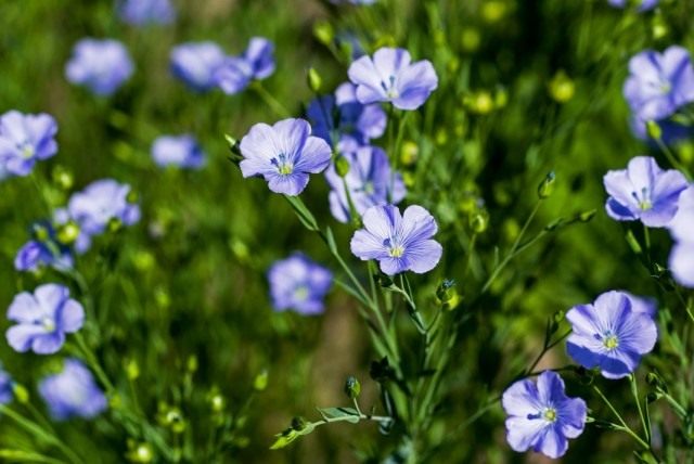 Лён обыкновенный, или Лён посевной (Linum usitatissimum)