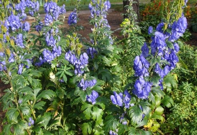 Борец Кармихеля, или Аконит Кармихеля (Aconitum carmichaelii) Борец Кармихеля, или Аконит Кармихеля (Aconitum carmichaelii)