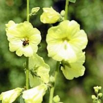 Штокроза морщинистая (Alcea rugosa) Штокроза морщинистая (Alcea rugosa)
