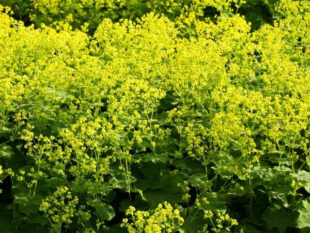 Манжетка мягкая (Alchemilla mollis) Манжетка мягкая (Alchemilla mollis)