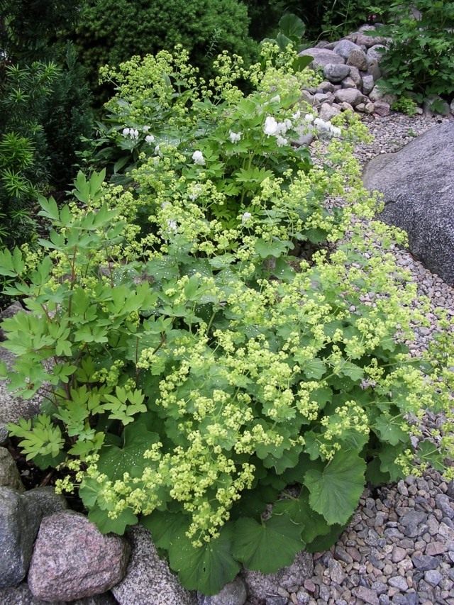 Манжетка мягкая (Alchemilla mollis) Манжетка мягкая (Alchemilla mollis)