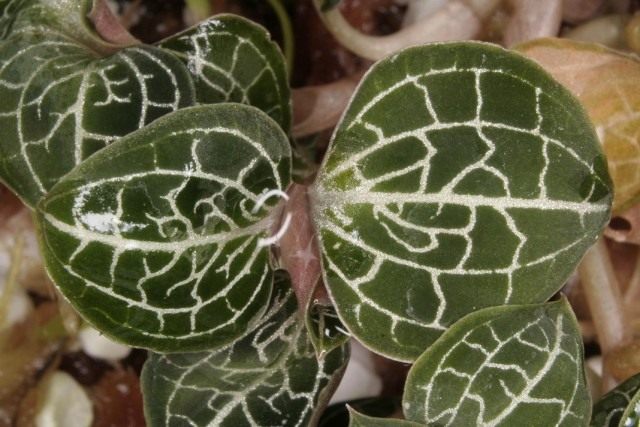Анектохилус красивый (Anoectochilus formosanus) Анектохилус красивый (Anoectochilus formosanus)