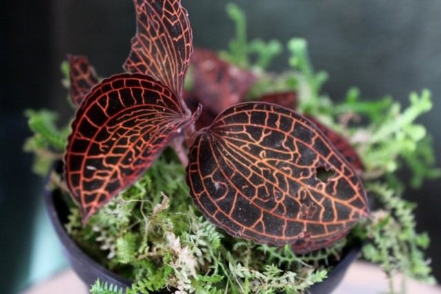 Анектохилус Роксбурга (Anoectochilus roxburghii) Анектохилус Роксбурга (Anoectochilus roxburghii)