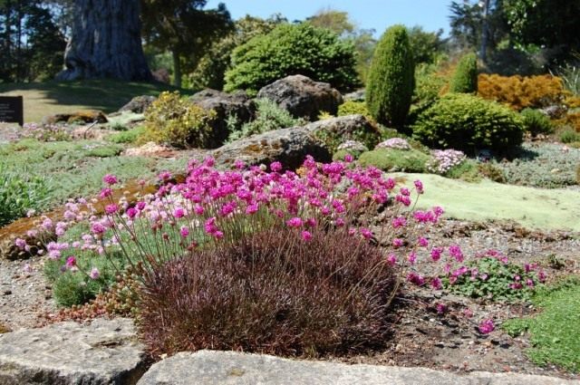 Армерия приморская (Armeria maritima) Армерия приморская (Armeria maritima)