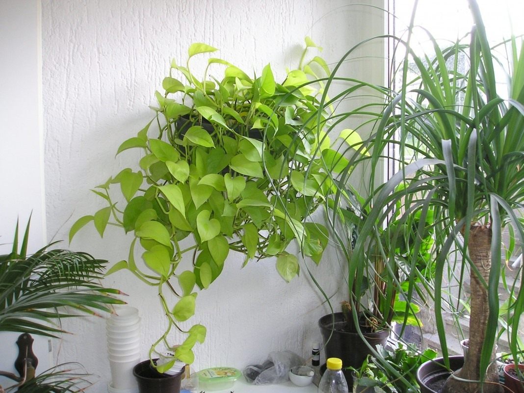 комнатные растения живущие в тени фото название