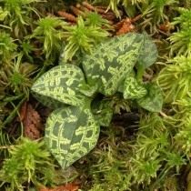Гудайера ползучая (Goodyera repens) Гудайера ползучая (Goodyera repens)