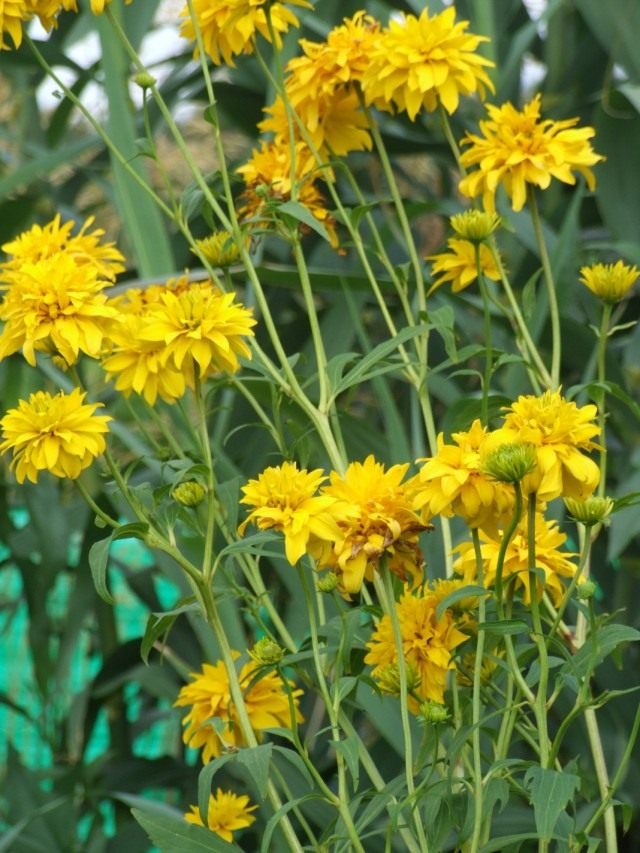 Рудбекия рассечённая (Rudbeckia laciniata) Рудбекия рассечённая (Rudbeckia laciniata)
