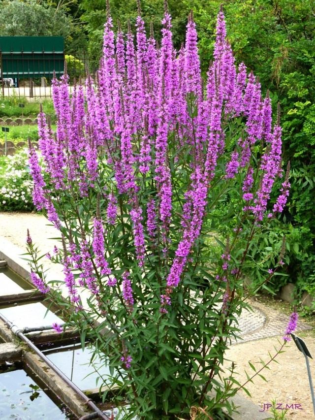 Дербенник иволистный (Lythrum salicaria), или Плакун-трава Дербенник иволистный (Lythrum salicaria), или Плакун-трава