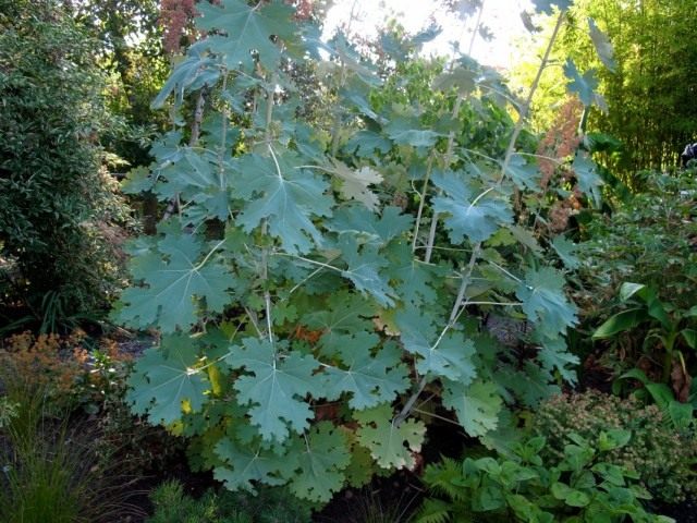Маклея сердцевидная (Macleaya cordata) Маклея сердцевидная (Macleaya cordata)