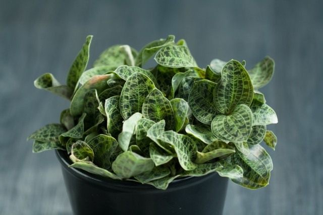 Макодес петола (Macodes petola) Макодес петола (Macodes petola)