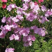 Мальва мускусная (Malva moschata), или просвирник мускусный Мальва мускусная (Malva moschata), или просвирник мускусный