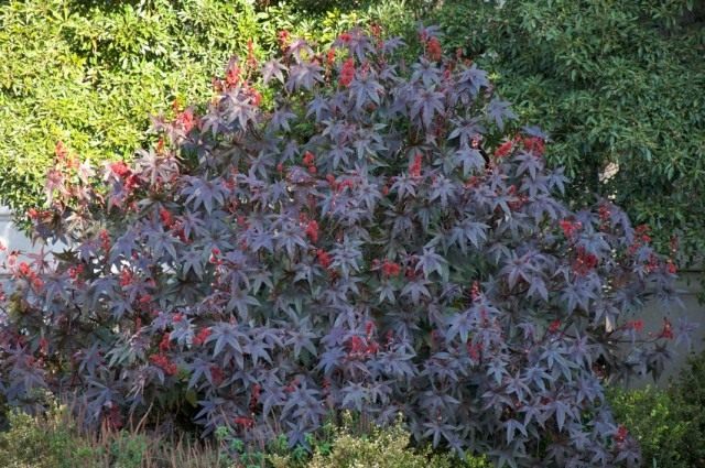 Клещевина (Ricinus communis) Клещевина (Ricinus communis)