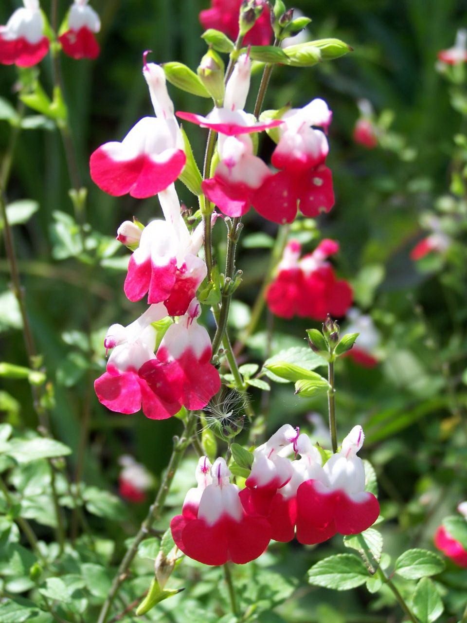 Salvia-jamensis-Hot-Lips-1