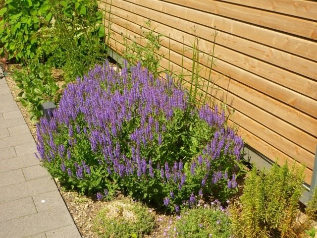 Шалфей дубравный (Salvia nemorosa) Шалфей дубравный (Salvia nemorosa)