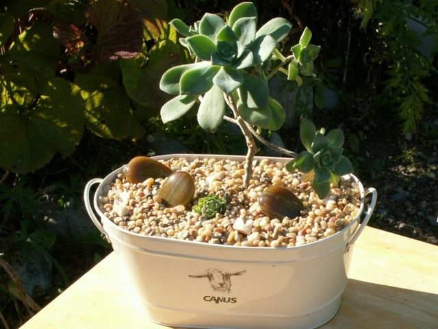 Эониум домашний пёстролистный (Aeonium domesticum variegatum) Эониум Хаворта в декоративном кашпо