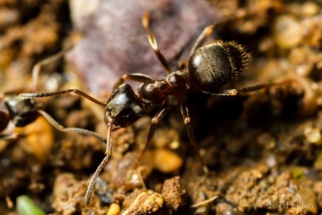Чёрный садовый муравей, или чёрный лазий (Lasius niger) Чёрный садовый муравей, или чёрный лазий (Lasius niger)