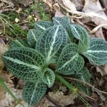 Гудайера пушистая (Goodyera pubescens) Гудайера пушистая (Goodyera pubescens)