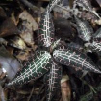 Гудайера сетчатая (Goodyera reticulata) Гудайера сетчатая (Goodyera reticulata)