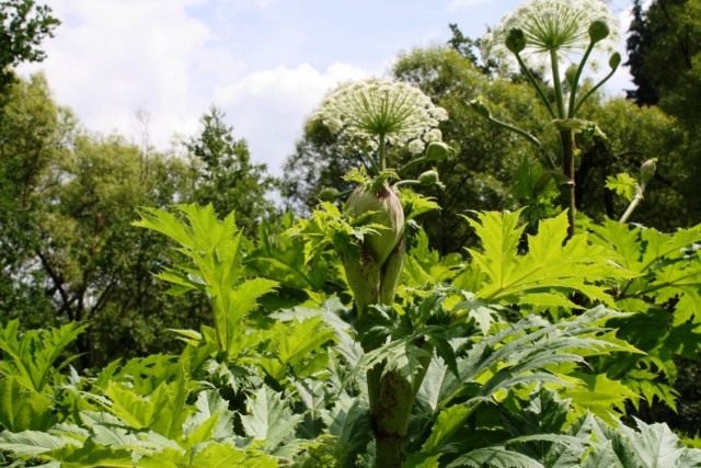 Борщевик Мантегацци (Heracleum mantegazzianum) Борщевик Мантегацци (Heracleum mantegazzianum)