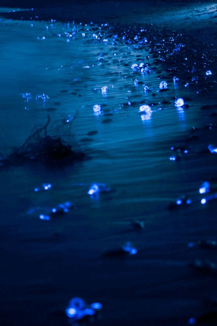 i-captured-the-mysterious-glowing-sea-in-japan-2__880