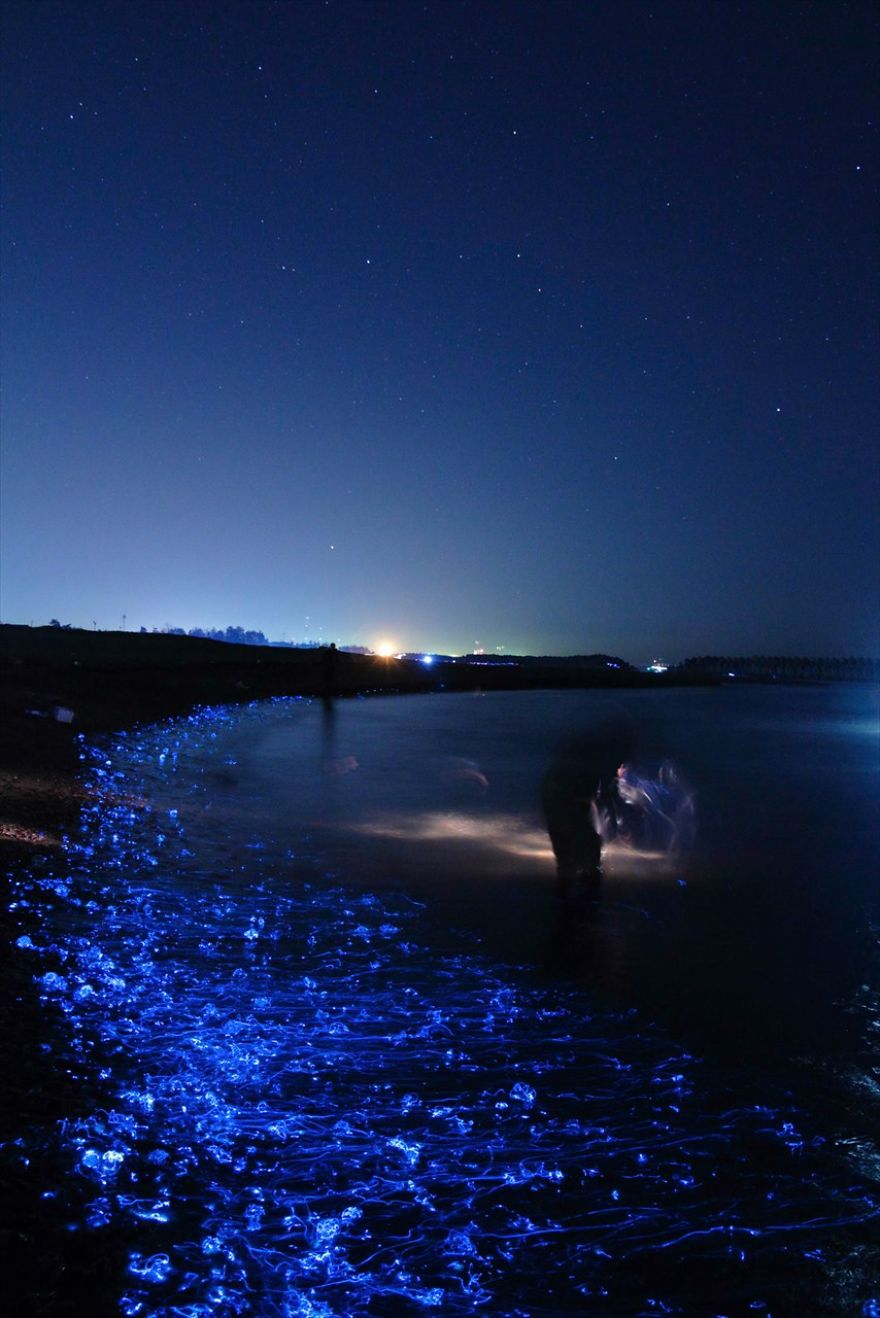 i-captured-the-mysterious-glowing-sea-in-japan__880