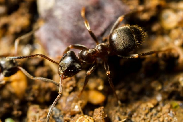 Чёрный садовый муравей, или чёрный лазий (Lasius niger) Чёрный садовый муравей, или чёрный лазий (Lasius niger)