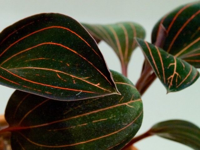 Лудизия разноцветная (ludisia discolor) Лудизия разноцветная (ludisia discolor)