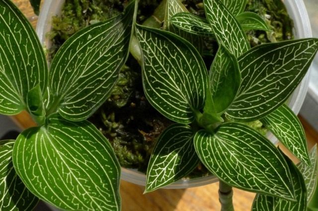 Лудизия разноцветная (ludisia discolor) Лудизия разноцветная (ludisia discolor)