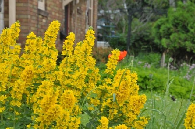 Вербейник точечный (Lysimachia punctata) Вербейник точечный (Lysimachia punctata)