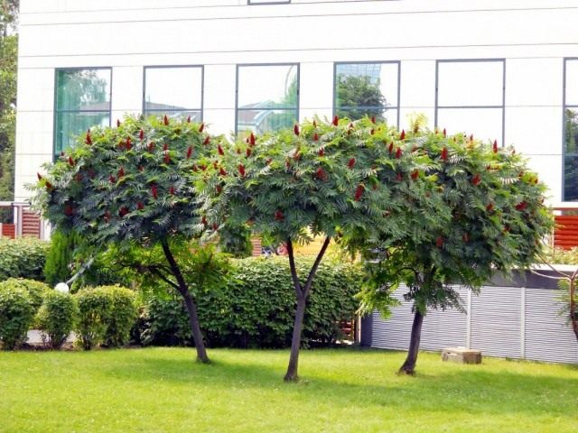 Сумах оленерогий, или уксусное дерево (Rhus typhina) Сумах оленерогий, или уксусное дерево (Rhus typhina)