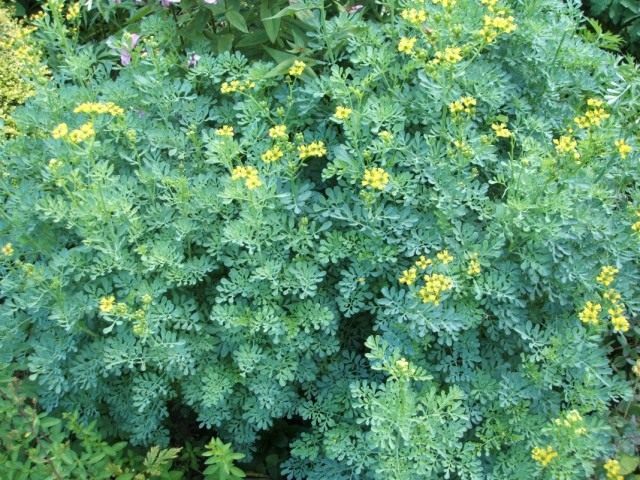 Рута душистая (Ruta graveolens) Рута душистая (Ruta graveolens)