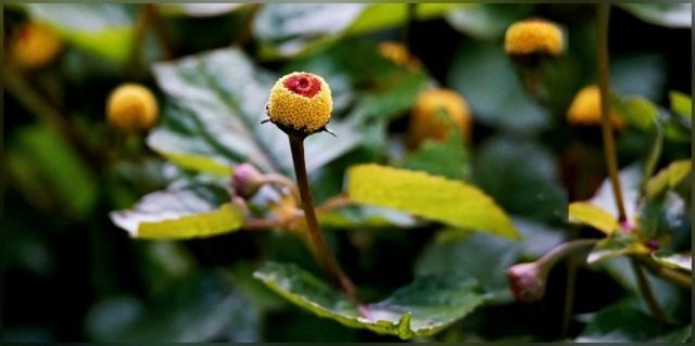 Акмелла огородная (Acmella oleracea), или Спилантес огородный (Spilanthes oleracea) Акмелла огородная (Acmella oleracea), или Спилантес огородный (Spilanthes oleracea)