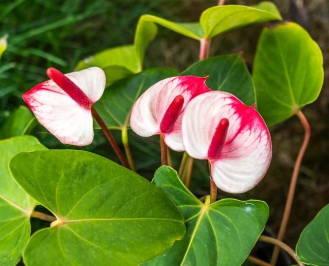 Антуриум (Anthurium) Антуриум (Anthurium)