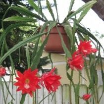 Дизокактус Аккермана (Disocactus ackermannii) Дизокактус Аккермана (Disocactus ackermannii)