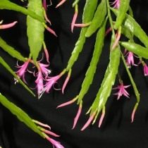 Дизокактус биформис (Disocactus biformis) Дизокактус биформис (Disocactus biformis)