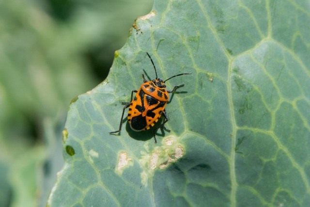 Клоп капустный (Eurydema ventralis) и признаки повреждения им капустного листа Клоп капустный (Eurydema ventralis) и признаки повреждения им капустного листа